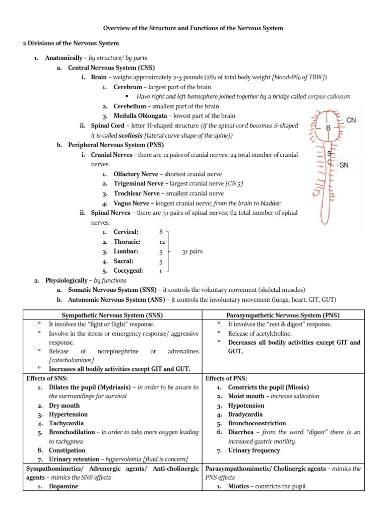 Nervous System Structure and Functions | PDF | Central Nervous System ...