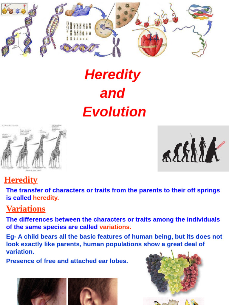 Heredity and Evolution Explained | PDF | Heredity | Dominance (Genetics)