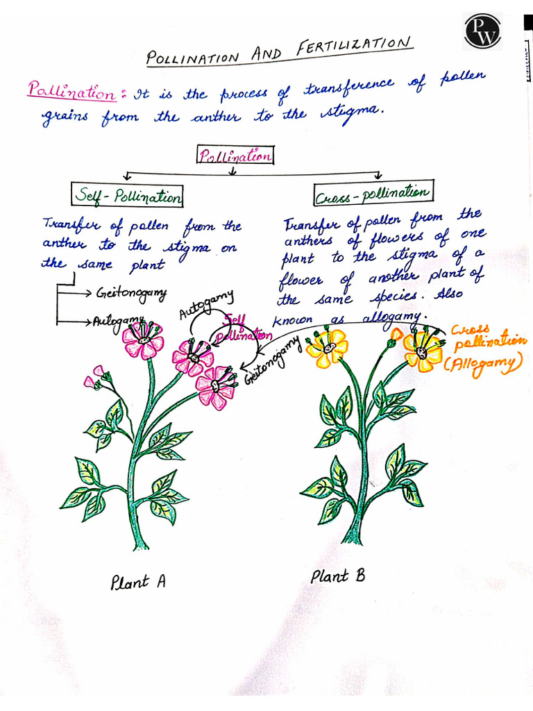 Pollination & Fertilization - Handwritten Notes | PDF