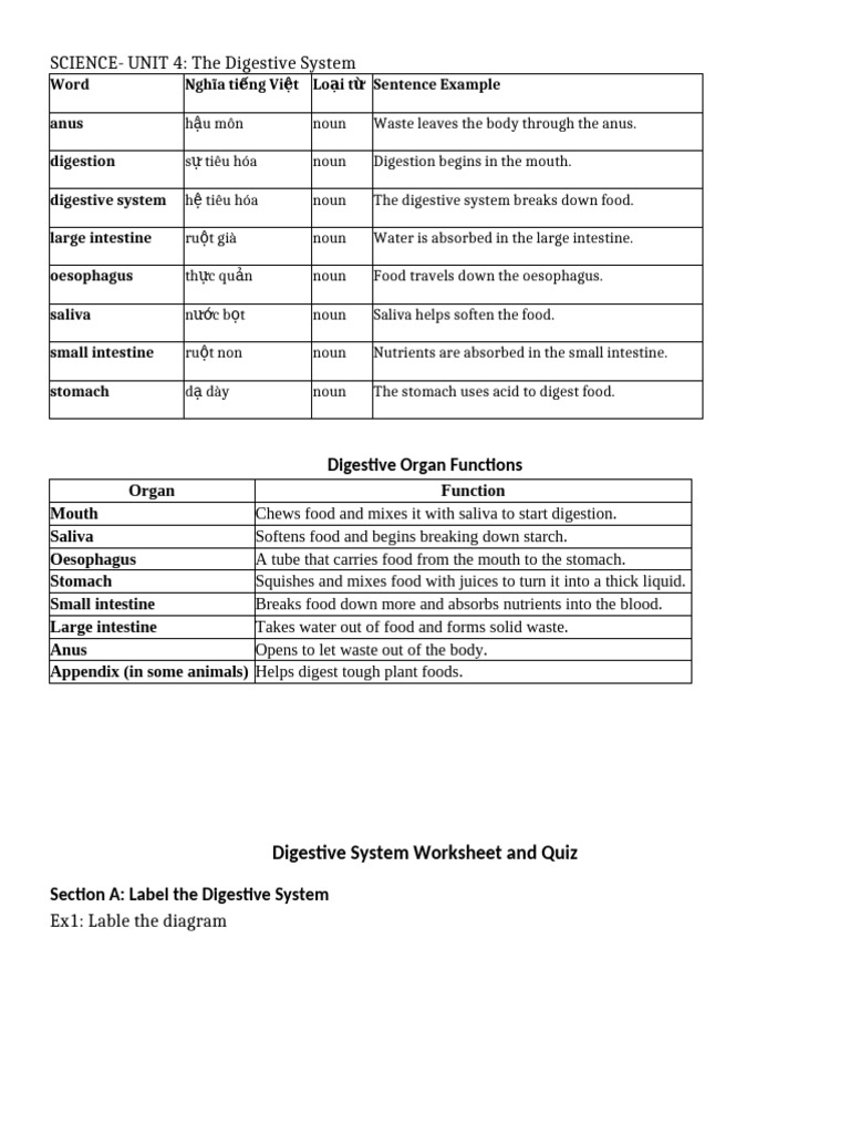Digestive System Overview and Quiz | PDF | Digestion | Gastrointestinal ...
