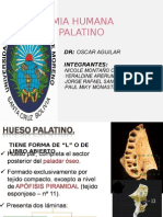 Hueso Palatino