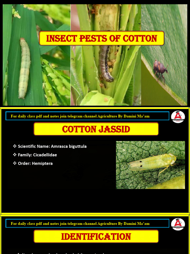 Insect Pest of Sugarcane CUET PG | PDF | Insects | Insects And Humans