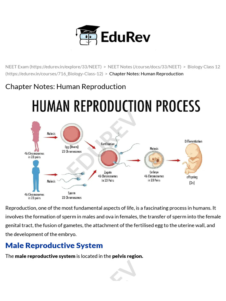 Human Reproduction Chapter Notes - Biology Class 12 - NEET PDF Download ...