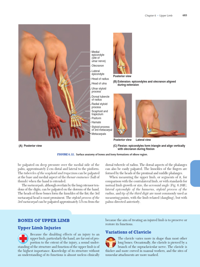 Upper Limb Anatomy and Injuries Guide | PDF | Hand | Arm