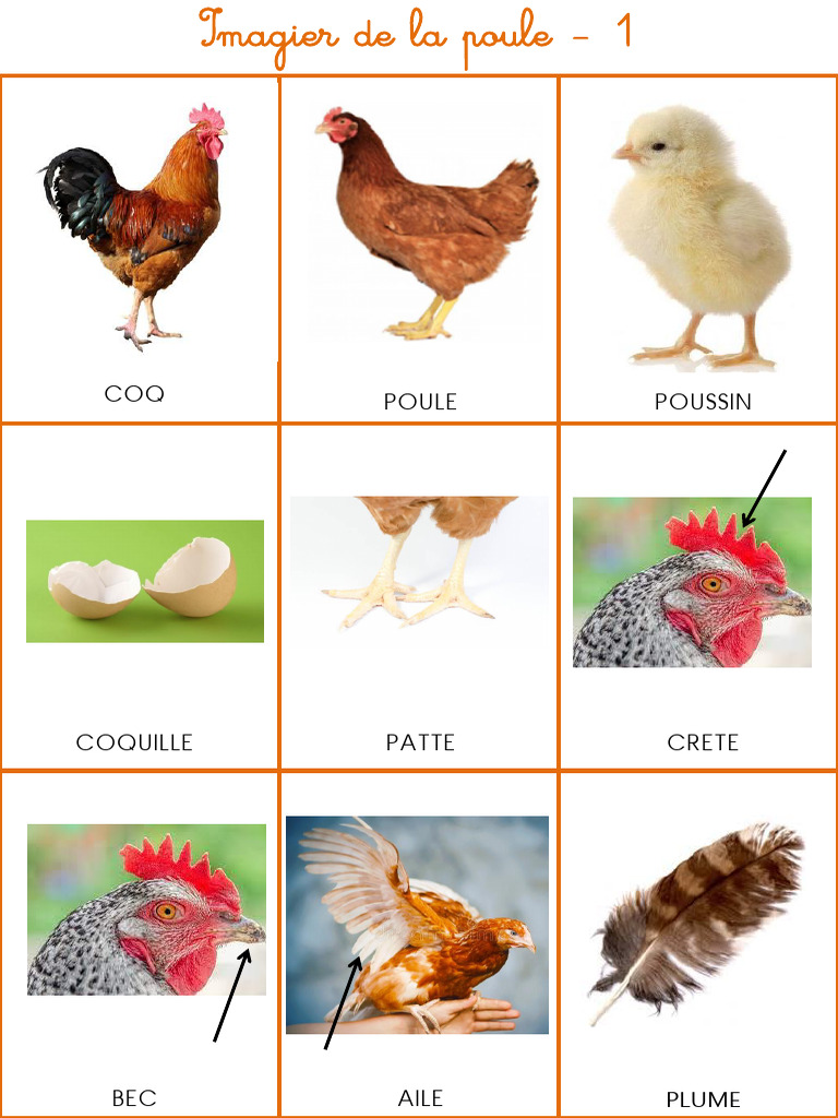 Imagier de la Poule et Poussins | PDF