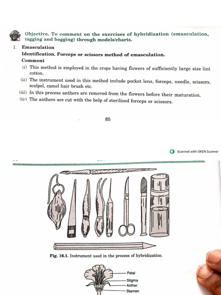 Emasculation, Bagging and Tagging | PDF