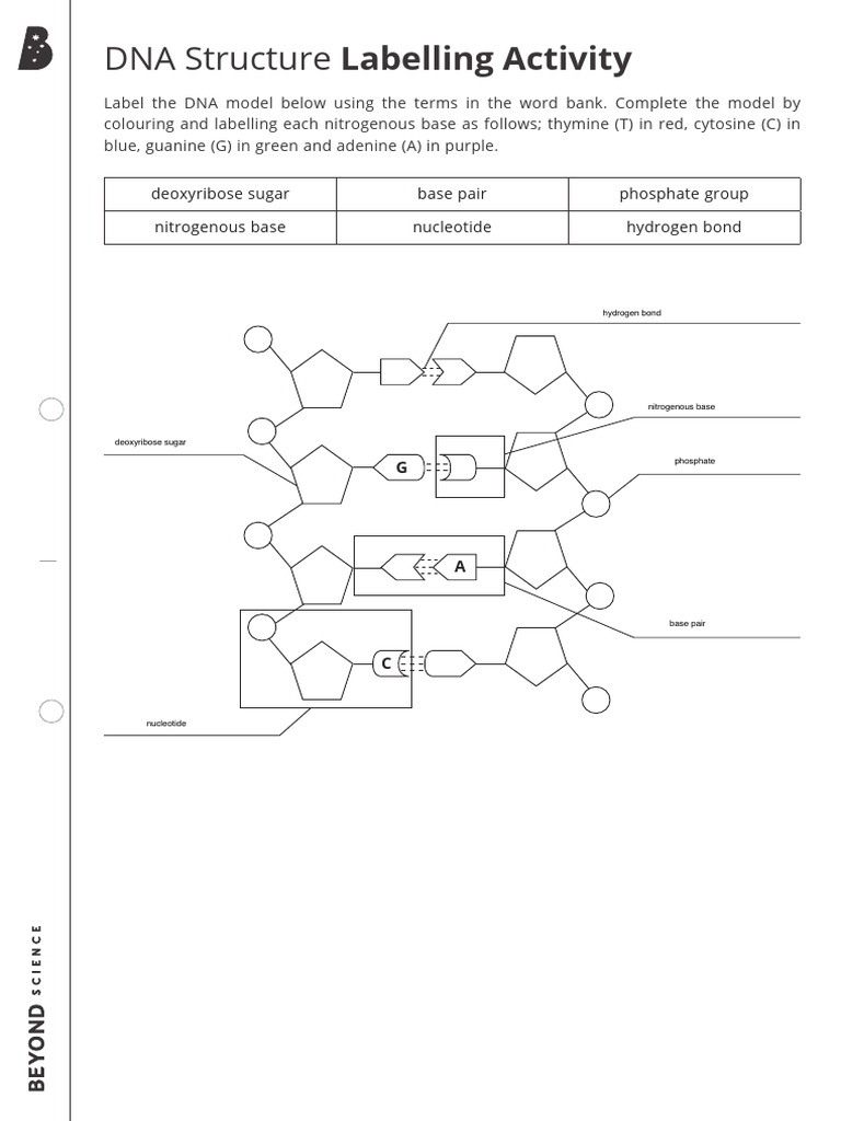 DNA Structure Labelling Activity | PDF