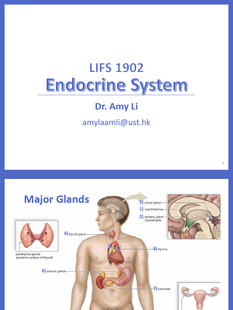 LIFS1902 Endocrine System | PDF | Menstrual Cycle | Hormone