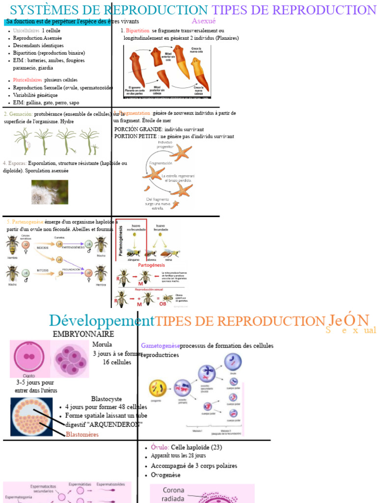 Types de reproduction chez les organismes | PDF | la reproduction ...