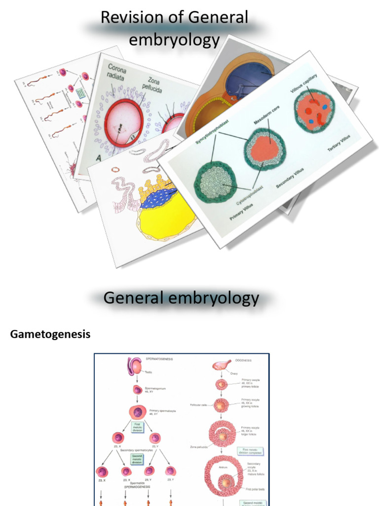 Overview of Embryology and Genetics | PDF | Genetic Disorder | Meiosis