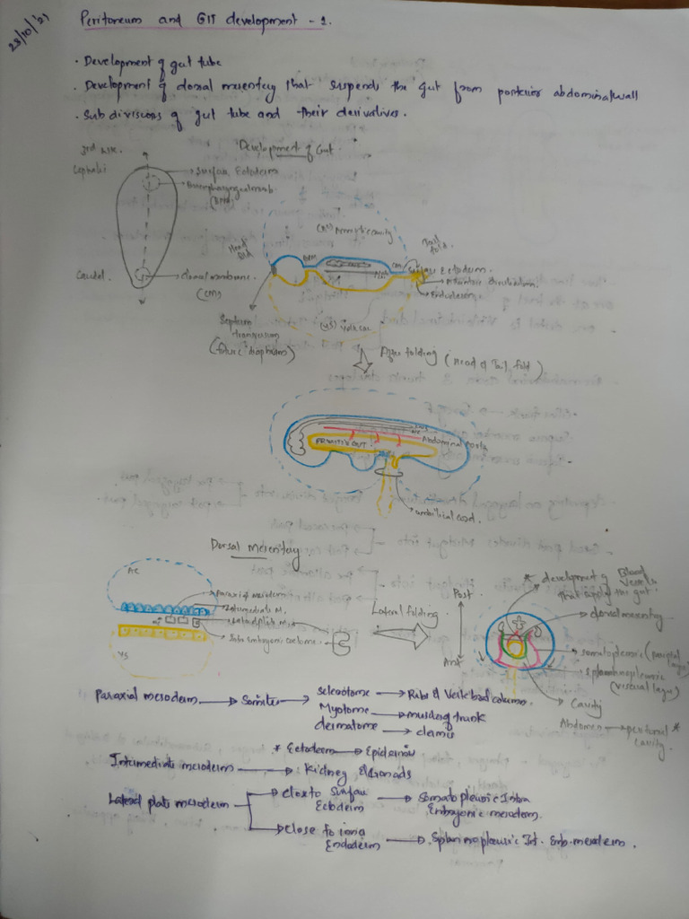 GI Development Overview and Insights | PDF | Small Intestine ...