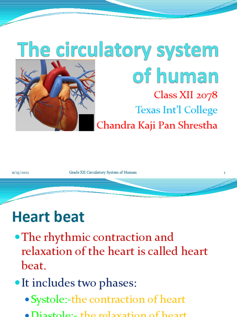 Human Heartbeat and Cardiac Cycle Explained | PDF | Atrium (Heart) | Heart