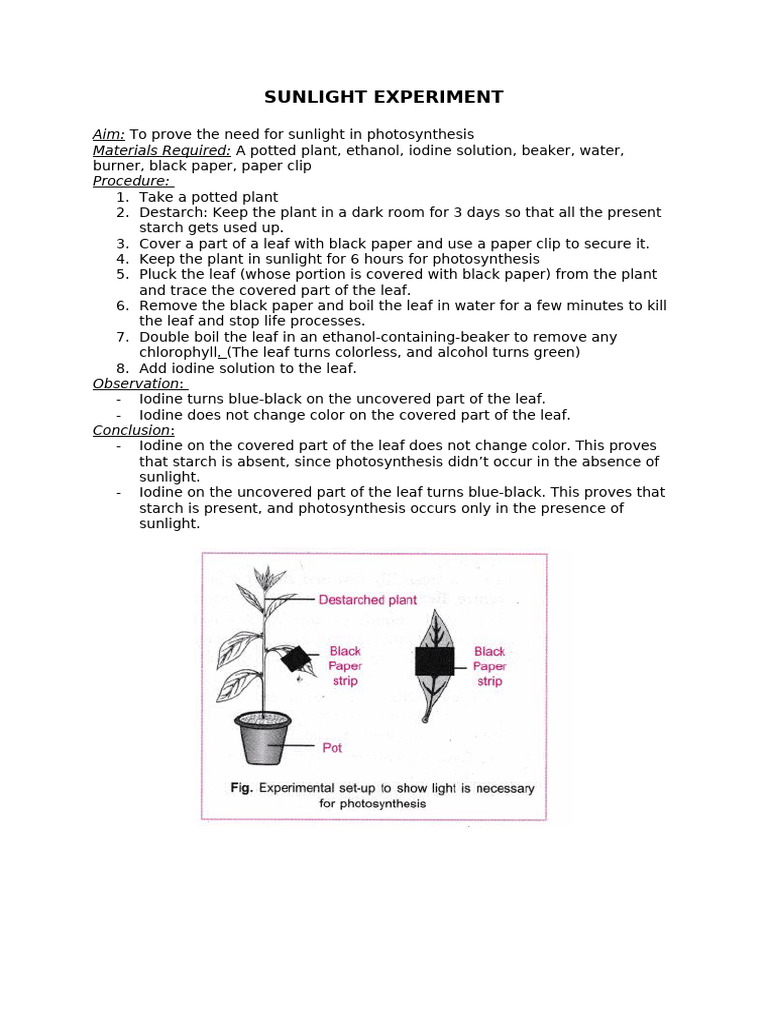 Sunlight's Role in Photosynthesis Experiment | PDF