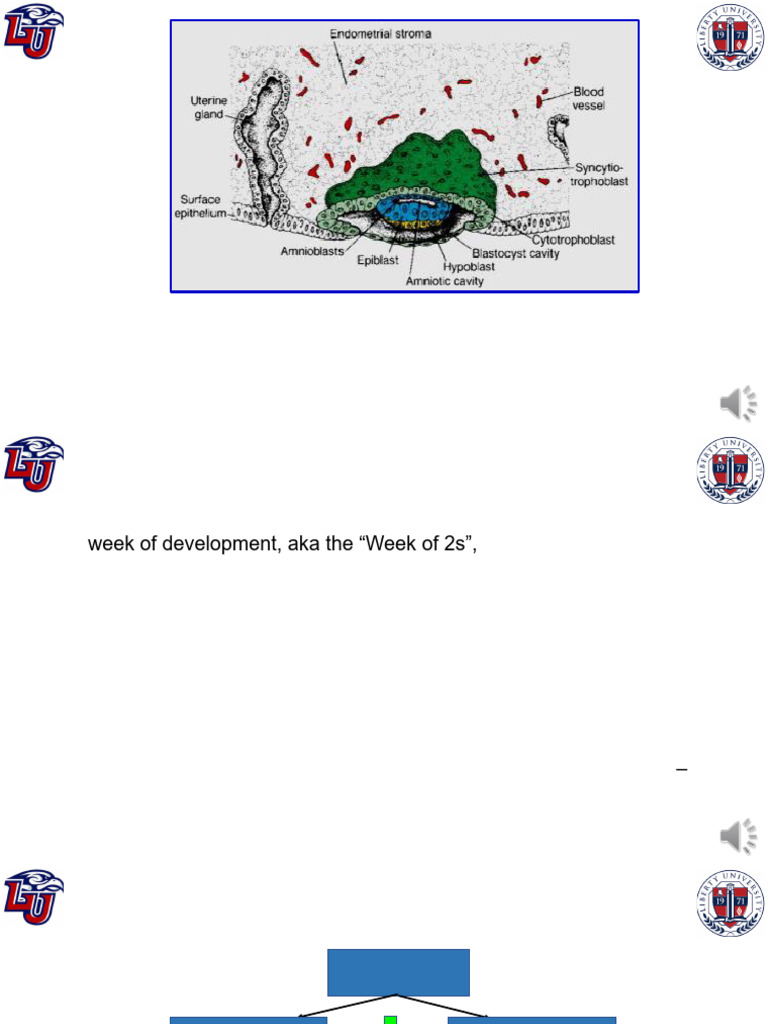 Embryology (2nd Week of Development) | PDF | Anatomy | Medical Specialties