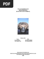 Download MONOTREMATA by melanie87 SN9680551 doc pdf