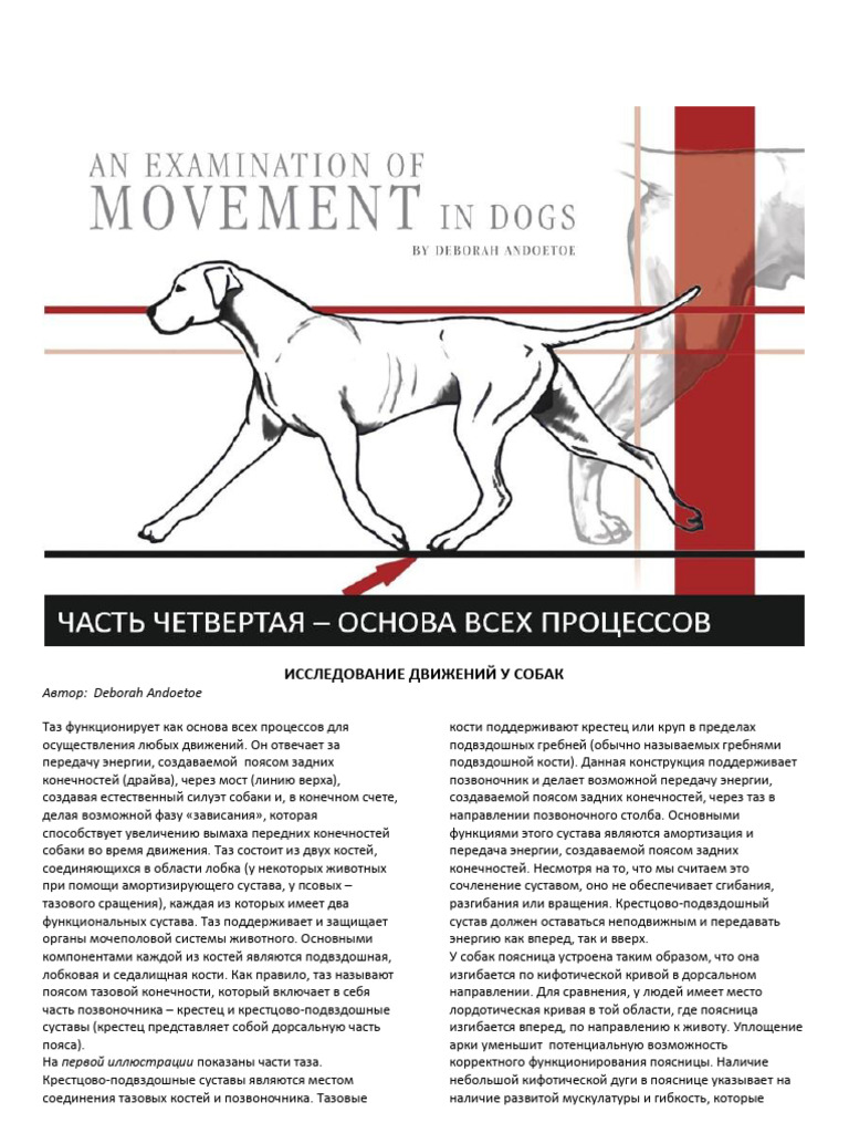Movements in Dogs Part 4 Ru | PDF