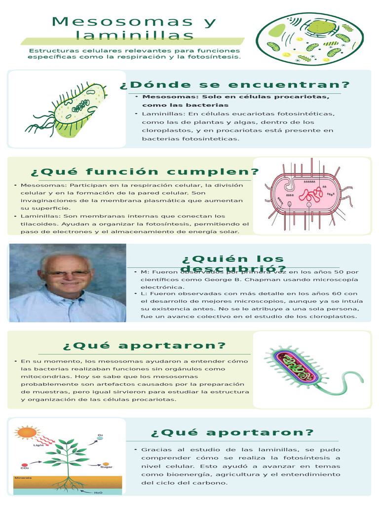 Types of Cells Infographic in Green White Blue Illustrative Style ...
