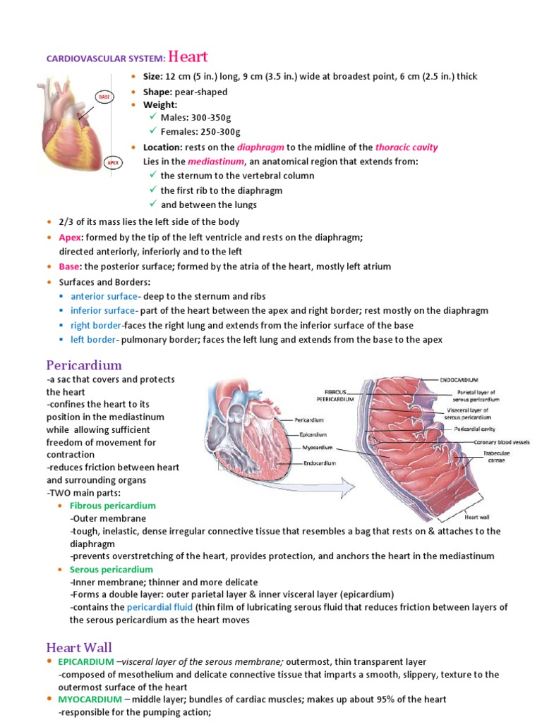 Heart Valve Structure and Function | PDF | Heart Valve | Coronary ...