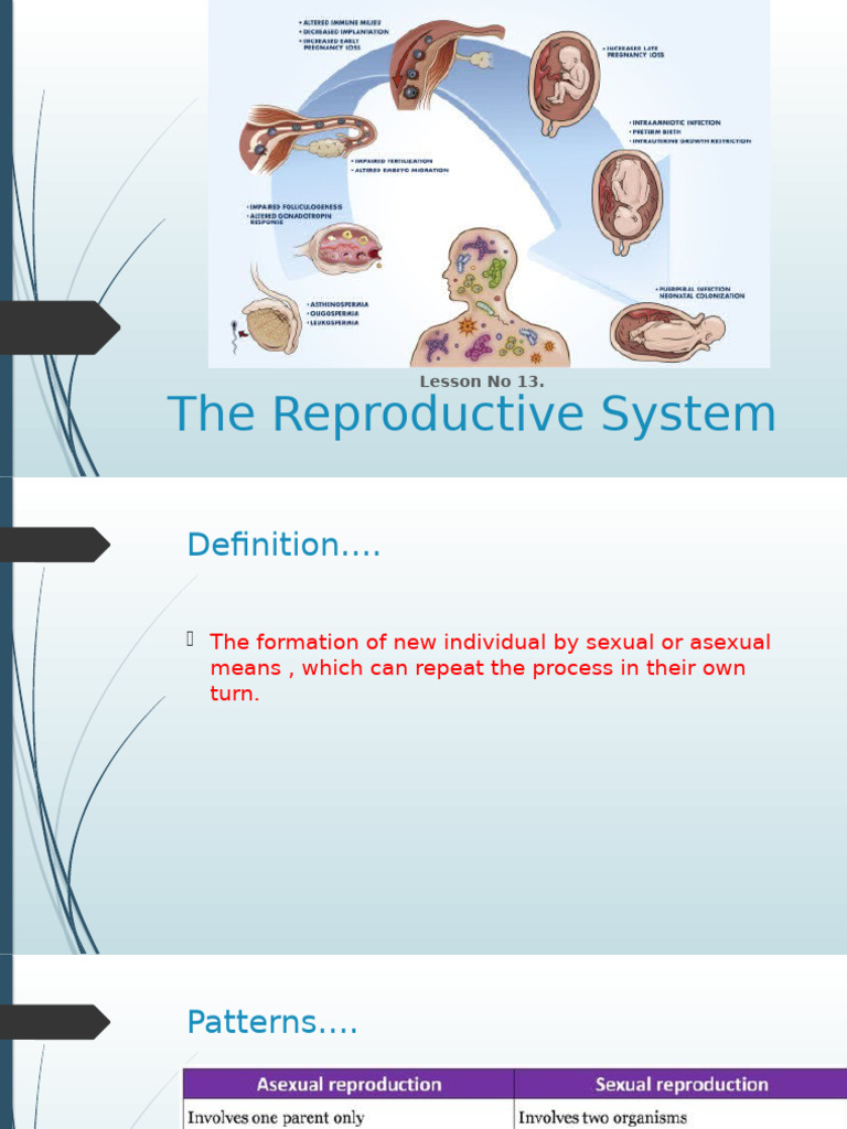 Overview of Human Reproductive System | PDF | Menstrual Cycle ...