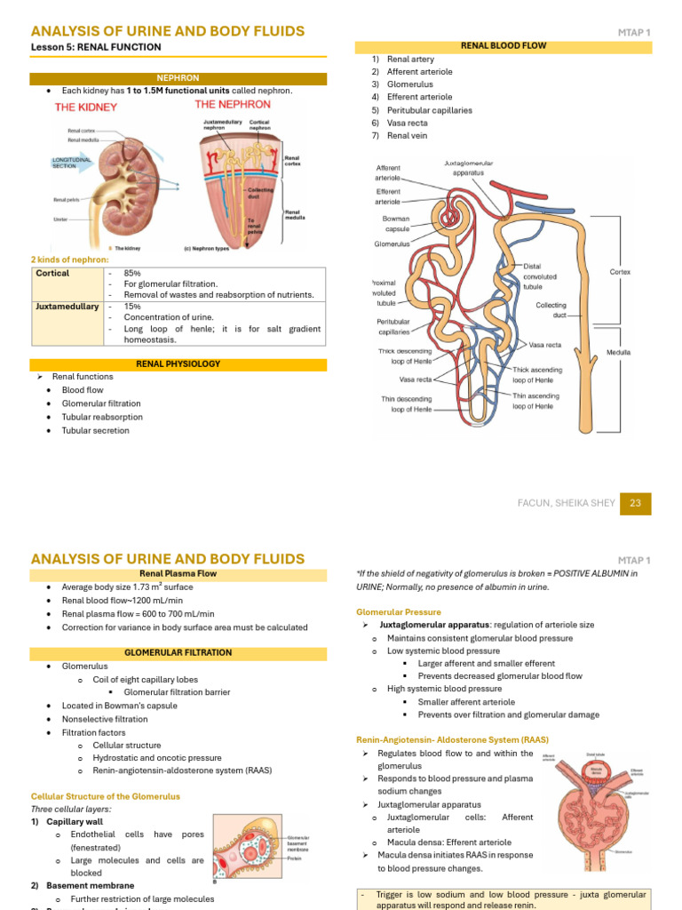 Urine Analysis and Renal Function Overview | PDF | Angiotensin | Creatinine