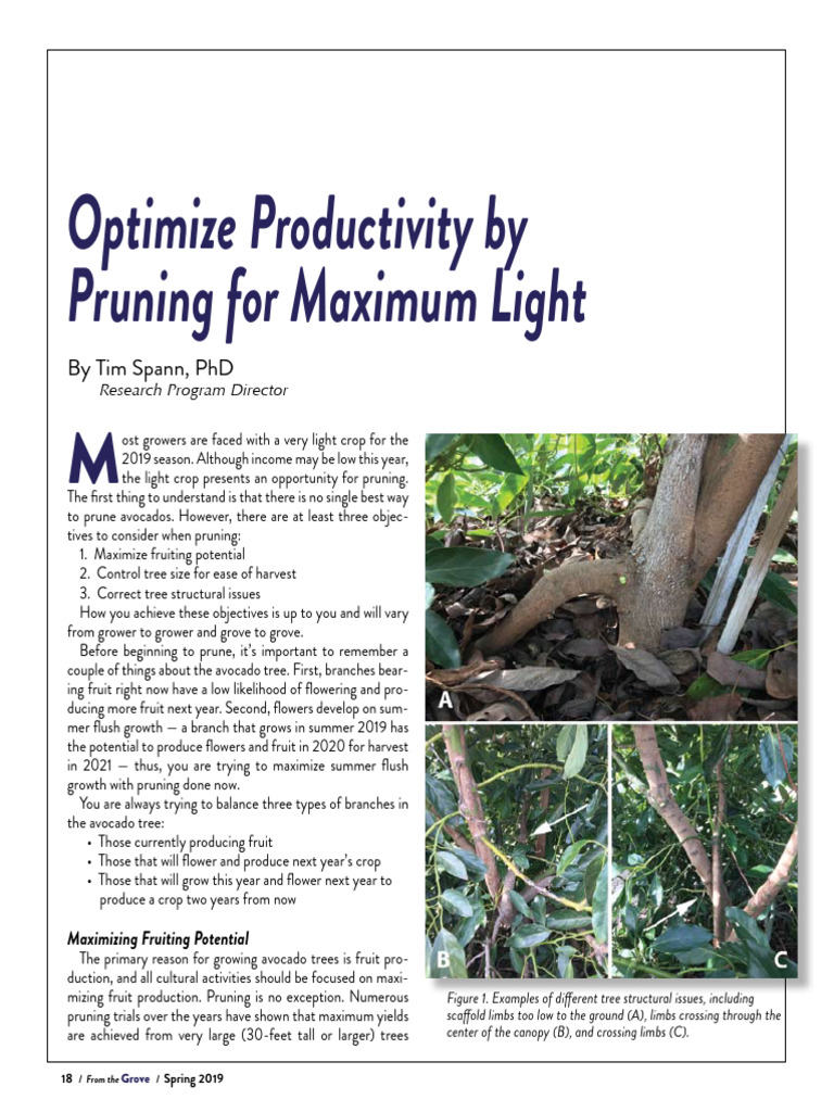 7 Optimize Productivity by Pruning For Maximum Light Spring 2019 | PDF ...