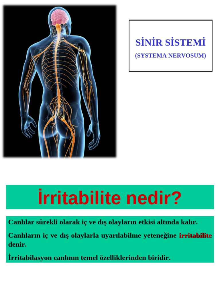 11.-12.sinir Sistemi | PDF