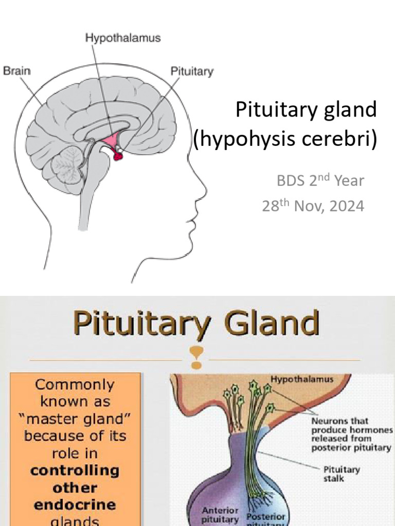 Pituitary Gland | PDF