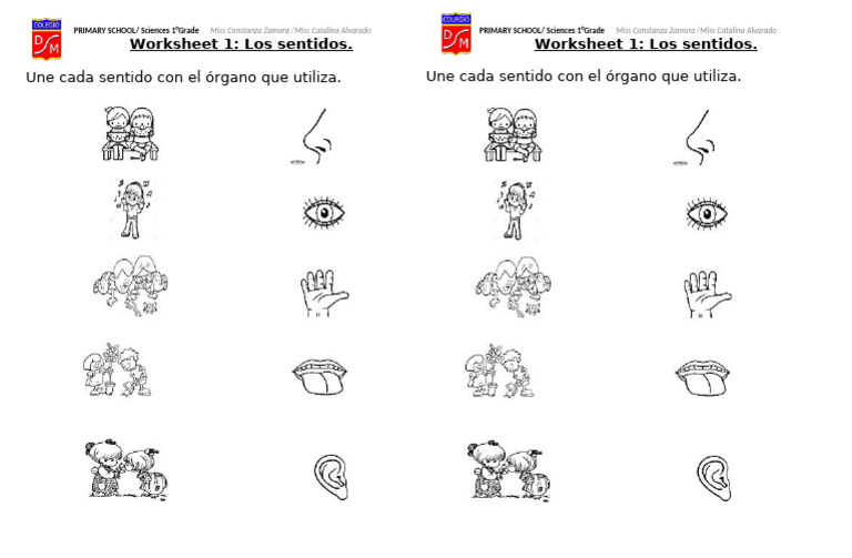 Actividad sobre los sentidos para 1° grado | PDF