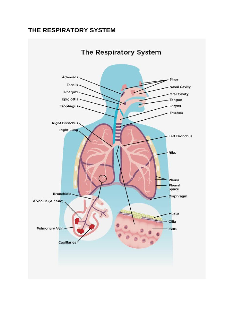 Overview of the Human Respiratory System | PDF | Lung | Bronchitis