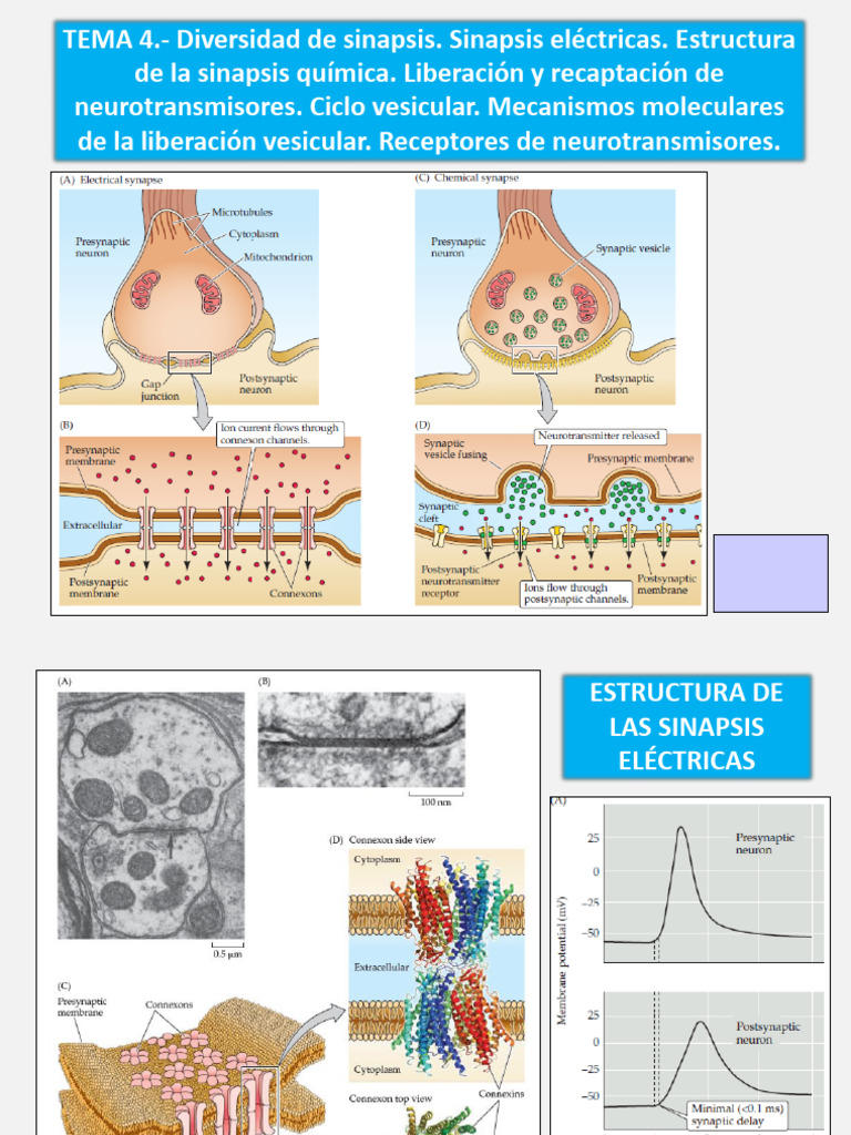 TEMA 4 Transmisión Sináptica I | PDF | Sinapsis | Neurociencia