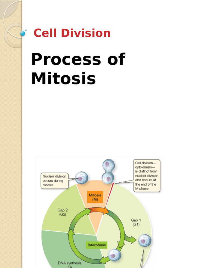 Understanding Mitosis and Cell Division | PDF | Mitosis | Chromosome