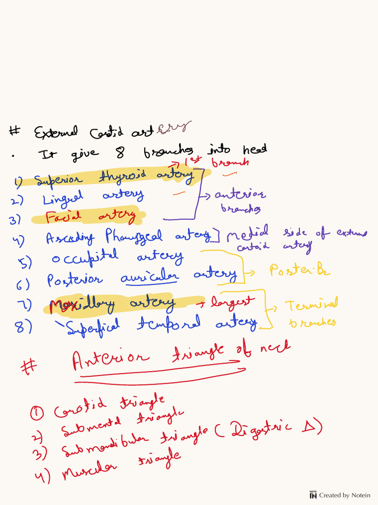 Head & Neck Notes | PDF