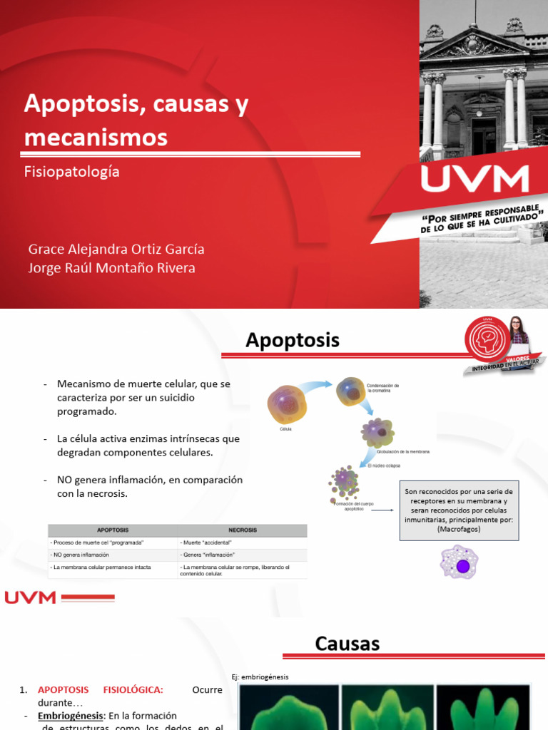 APOPTOSIS | PDF | Apoptosis | Bcl 2