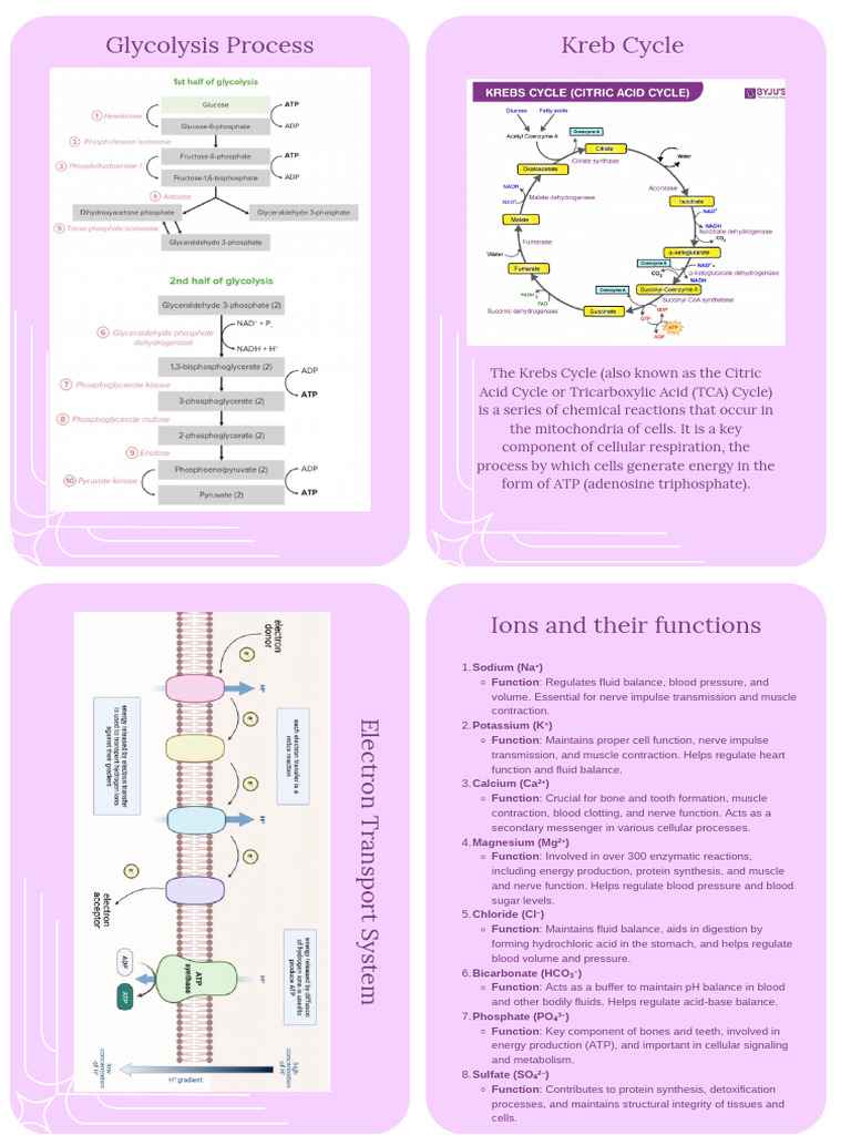 Final Flashcards | PDF | Metabolism | Glycogen
