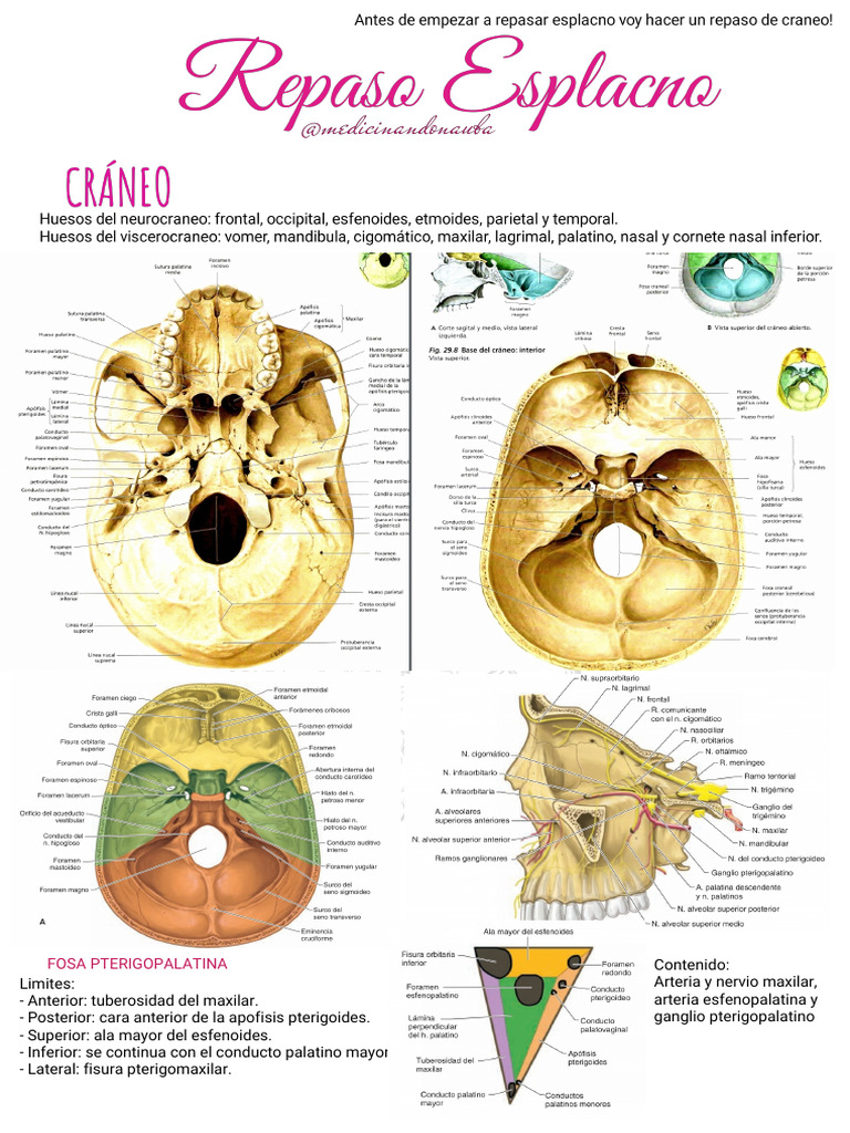 Anatomía de la Fosa Pterigopalatina | PDF