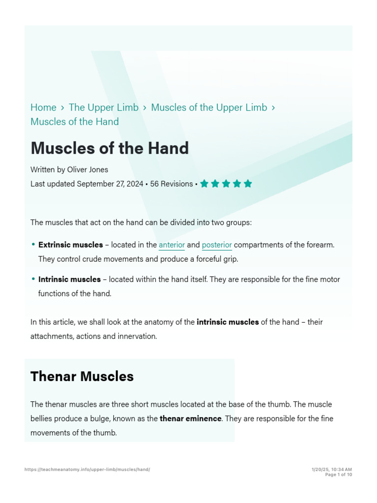 The Muscle of The Hand - Thenar& Hypothenar | PDF | Thumb | Hand
