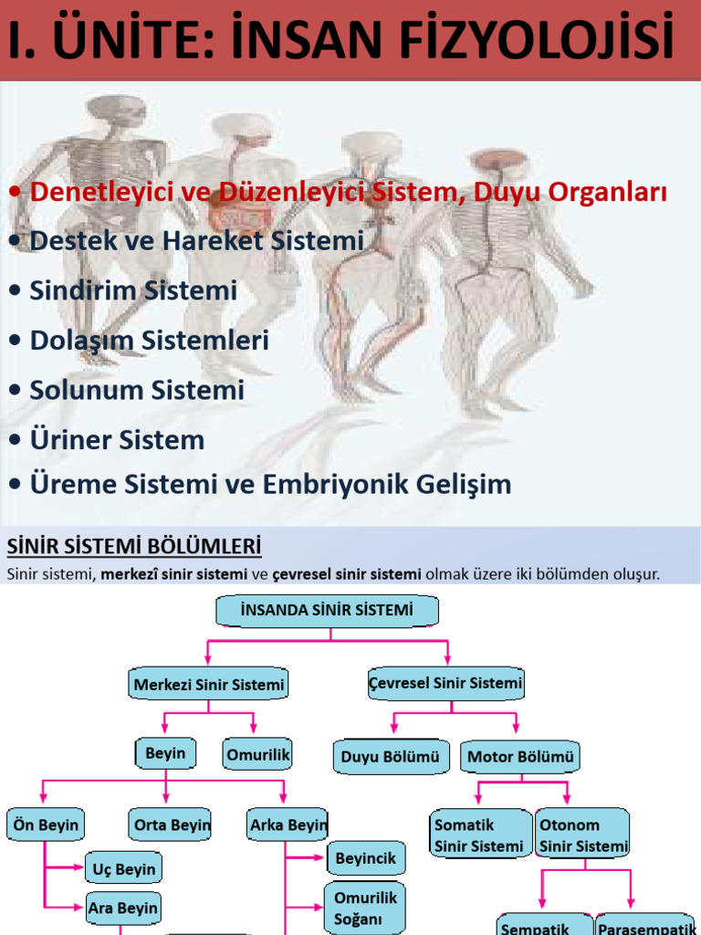 Sinir Sistemi Part 2 | PDF