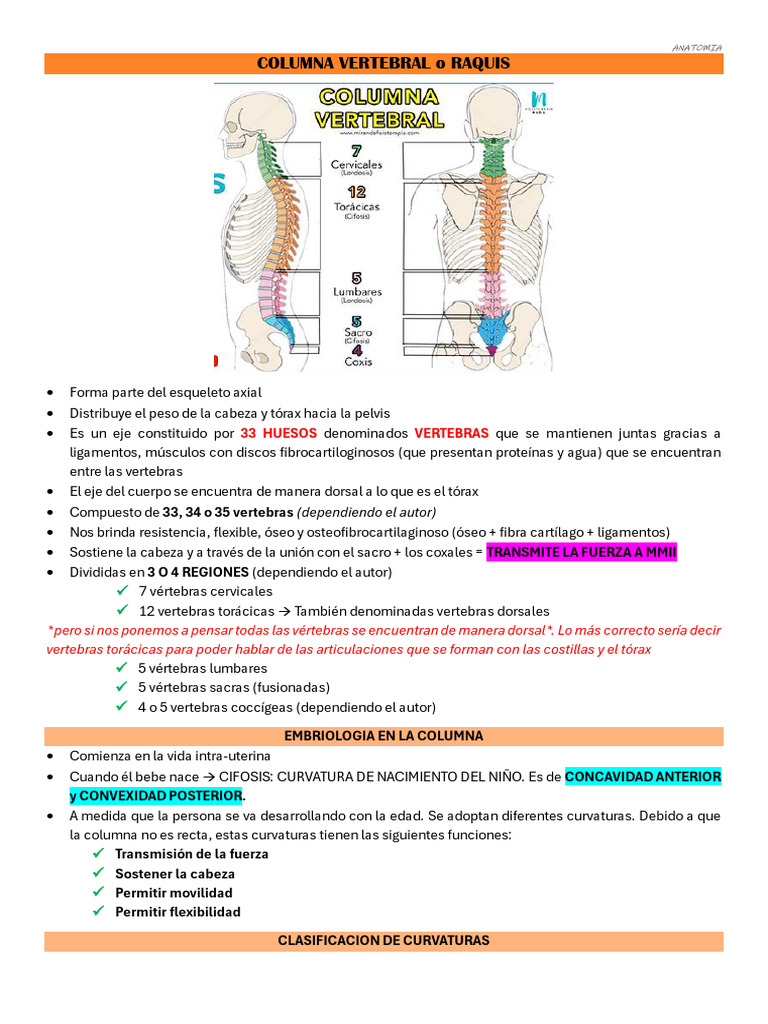 Anatomía y Curvaturas de la Columna Vertebral | PDF | Vértebra | Médula ...