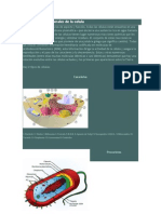 Caracteristicas Generales de La Celula