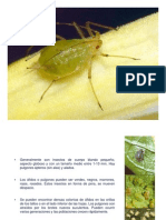 Aphid effects on rhizosphere microorganisms depend on barley growth phase and soil fertilization