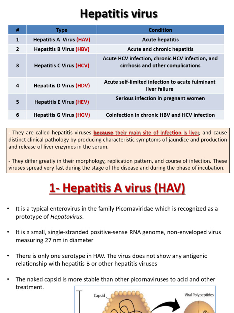 #7 Hepadnaviridae | PDF | Hepatitis B | Hepatitis