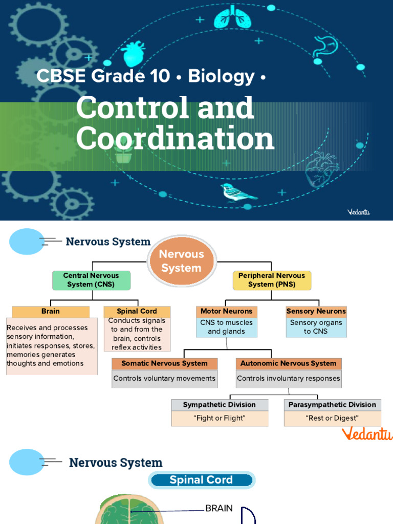 CBSE Grade 10 - Biology - : Control and Coordination | PDF | Cerebrum ...