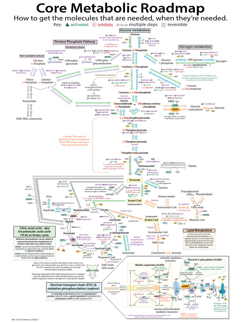 Core Metabolic Pathways Overview | PDF | Citric Acid Cycle | Chemistry
