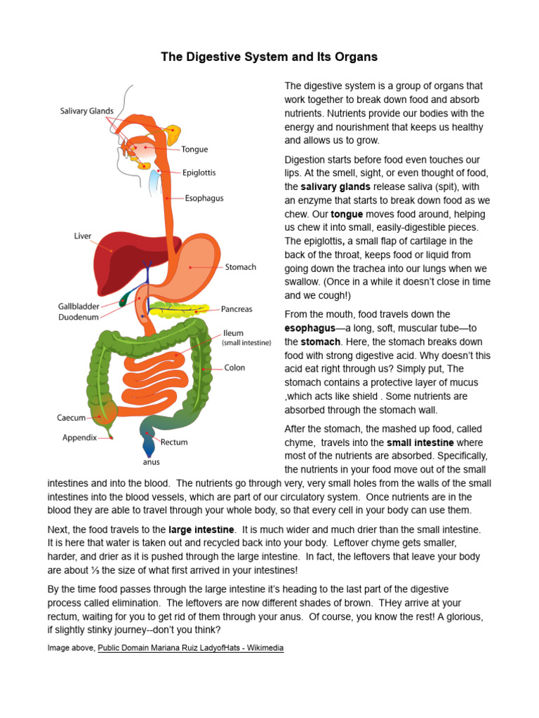 Understanding the Digestive System | PDF | Digestion | Human Digestive ...