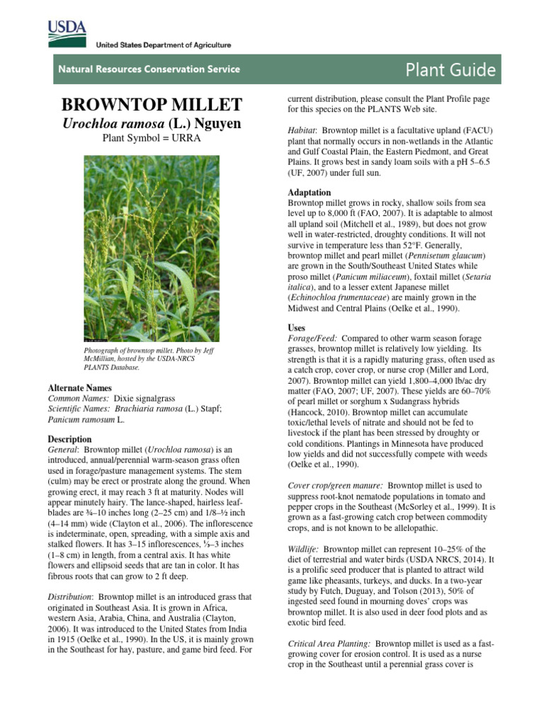 Browntop Millet Overview and Uses PDF Botany Plants
