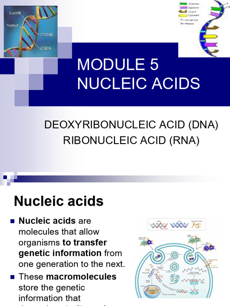 Nucleic Acids 2 | PDF | Dna Replication | Dna