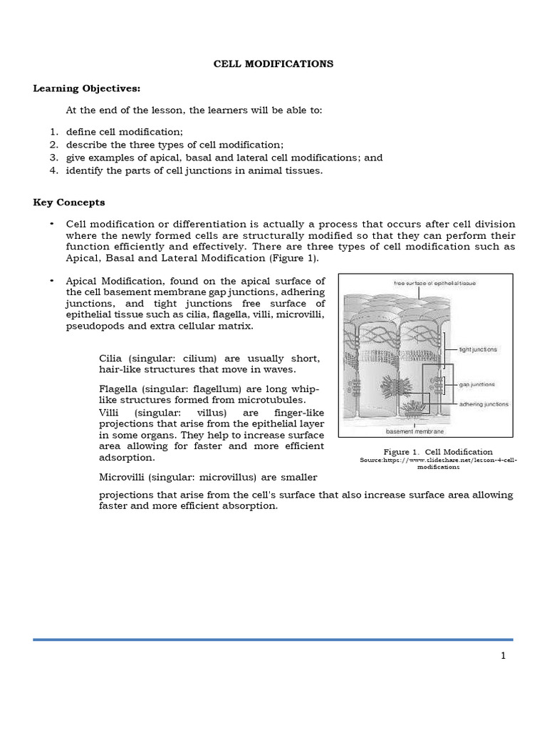 Cell Modifications Activity q3 | PDF | Epithelium | Anatomy
