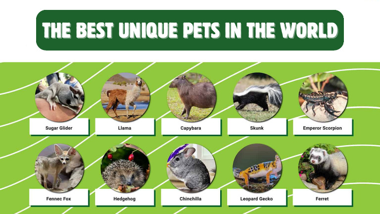 The Best Unique Pets | PDF
