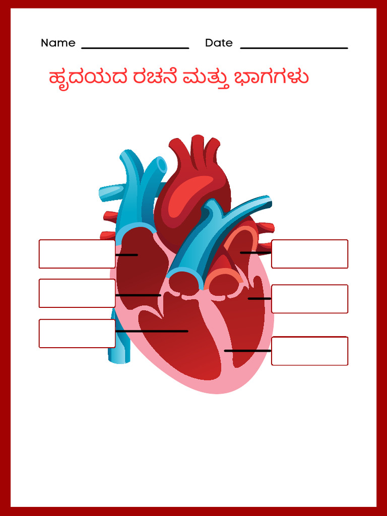 Parts of the Heart Labeling Guide | PDF