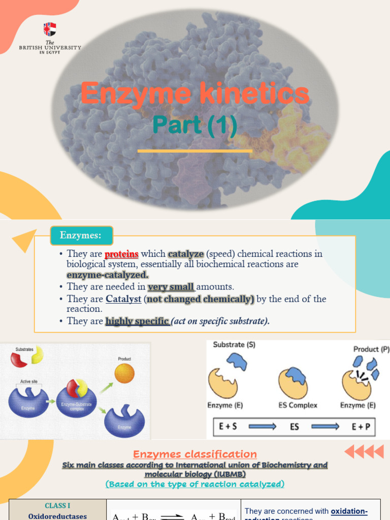 Enzyme Kinetics and Activity Factors | PDF | Enzyme | Catalysis